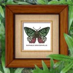 (image for) Butterfly Pattern 805